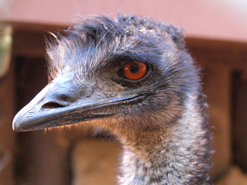 How Emus Can Relieve Damage Caused By Chemotherapy